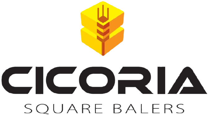 cicoria 